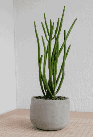 Henry Co FObU8l6PyLA Unsplash 1